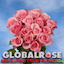 globalrose.com