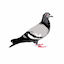 staplepigeon.com